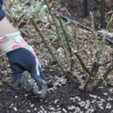 Než krmit růže na podzim před úkrytu pro zimu